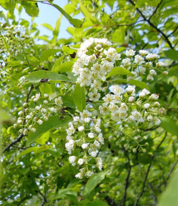 Chokecherry (Prunus virginiana)