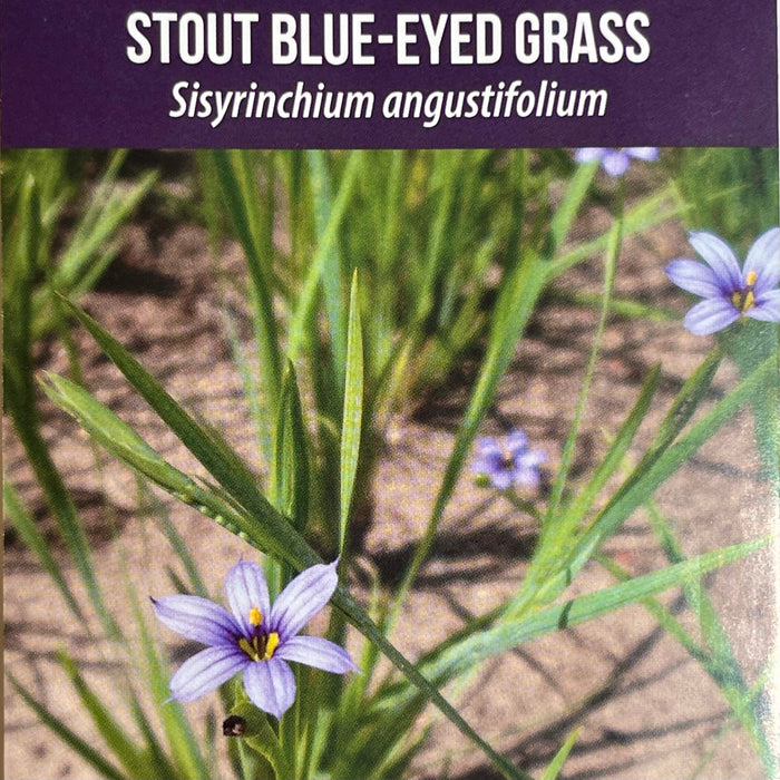 Seed Pack - Stout Blue-eyed Grass (Sisyrinchium angustifolium)