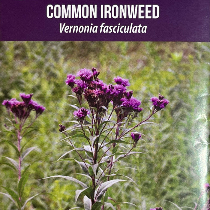 Seed Pack - Smooth Ironweed (Vernonia fasciculata)