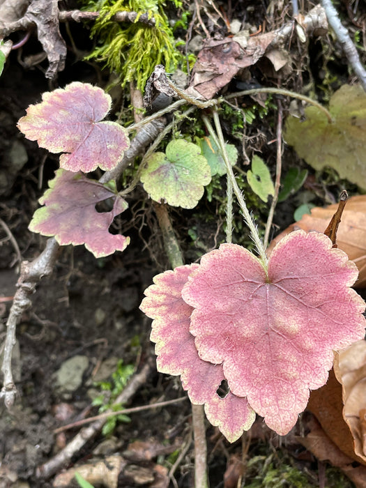 Foamflower (Tiarella cordifolia) BARE ROOT