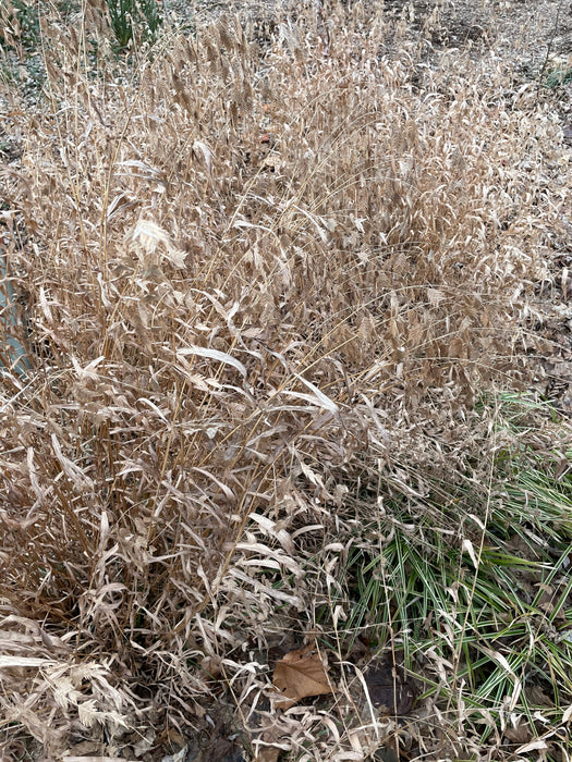 Northern Sea Oats (Chasmanthium latifolium) 2x2x3" Pot