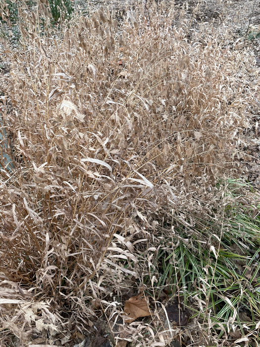 Northern Sea Oats (Chasmanthium latifolium) 1 GAL