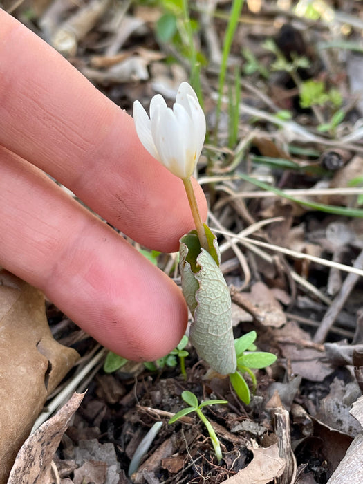 Bloodroot (Sanguinaria canadensis) BARE ROOT