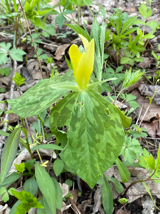 Yellow Wakerobin Trillium (Trillium luteum) BARE ROOT