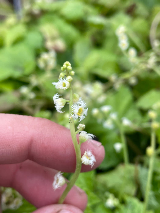 Bishop’s Cap (Mitella diphylla) 2x2x3" Pot