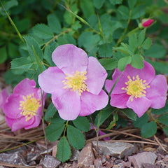 Meadow Rose (Rosa blanda) 2