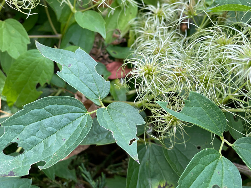 Virgin's Bower (Clematis virginiana) 2"x2"x3" Pot