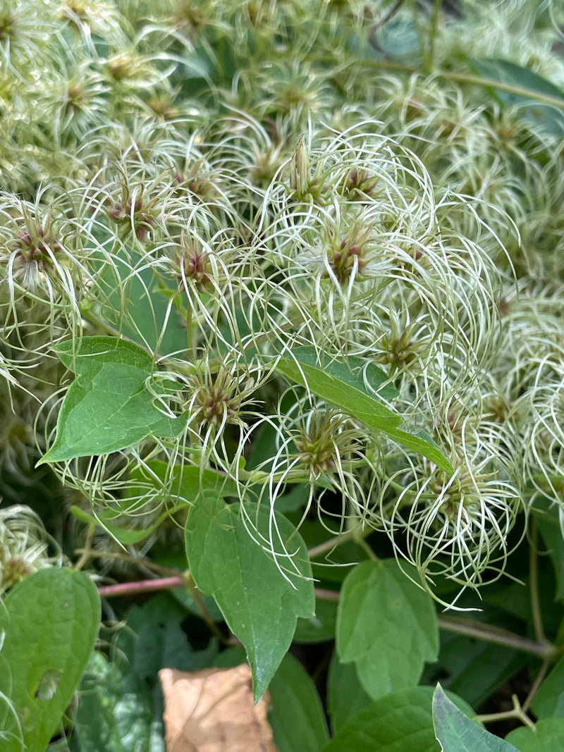 Virgin's Bower (Clematis virginiana) 2"x2"x3" Pot