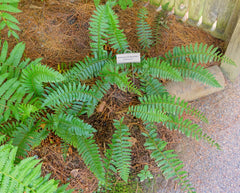 Christmas Fern (Polystichum acrostichoides) BARE ROOT - SHIPS STARTING 03/11