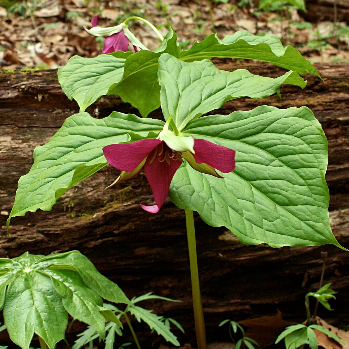 Red Trillium (Trillium erectum) BARE ROOT — Native Plants Unlimited LLC