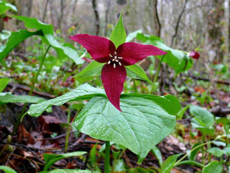 Red Trillium (Trillium erectum) BARE ROOT - SHIPS BEGINNING WEEK OF 12/8