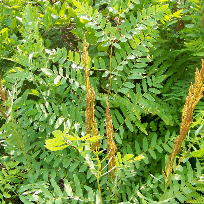 Royal Fern (Osmunda regalis) BARE ROOT