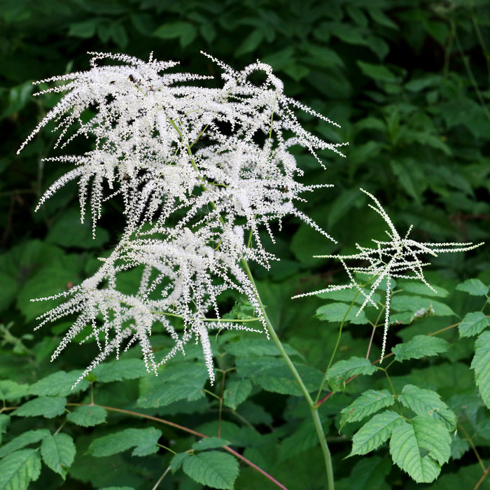 Goat’s Beard (Aruncus dioicus) BARE ROOT