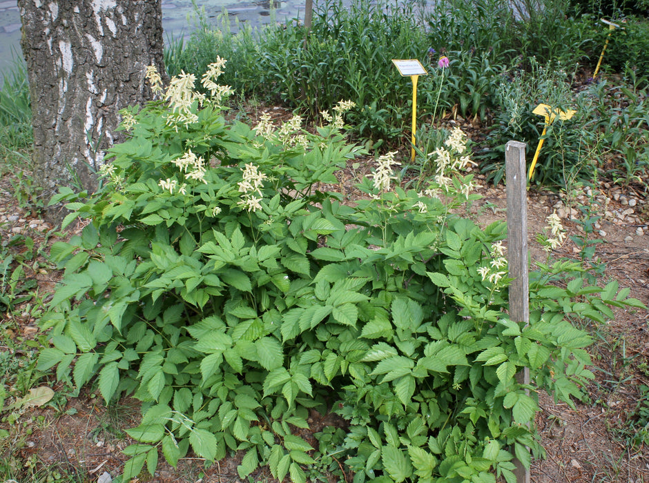 Goatsbeard Roots Goat’s Beard (Aruncus dioicus) BARE ROOT — Native Plants Unlimited LLC