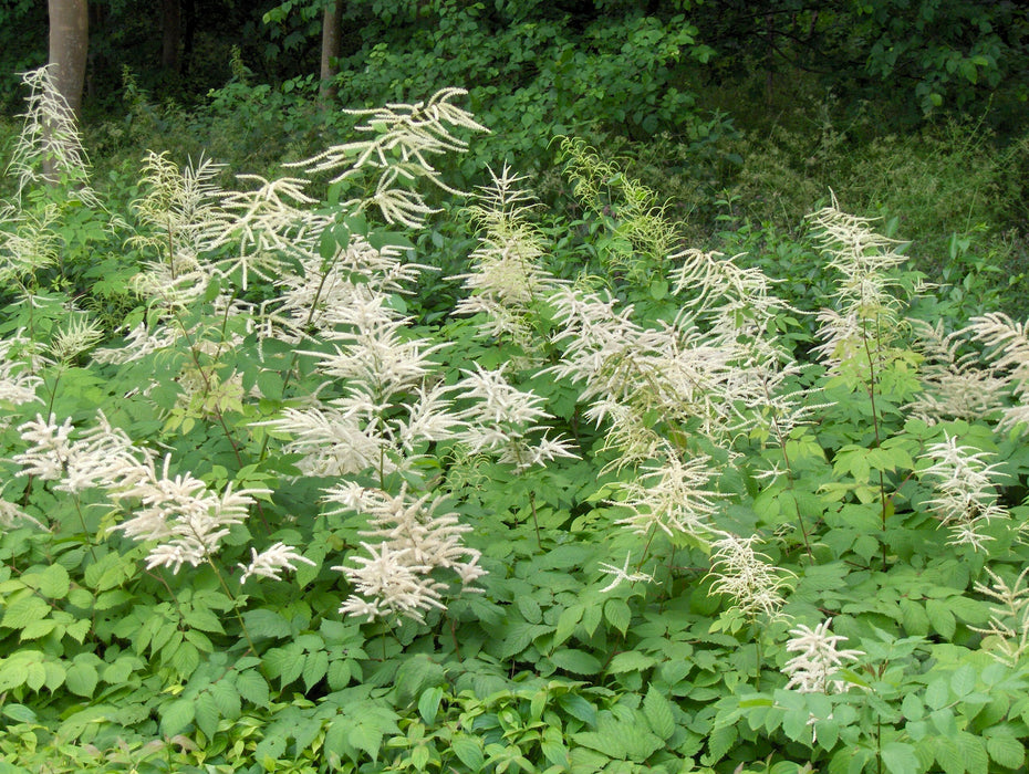 Goat’s Beard (Aruncus dioicus) BARE ROOT