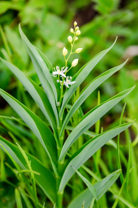 Starry Solomon’s Plume (Maianthemum stellatum) BARE ROOT