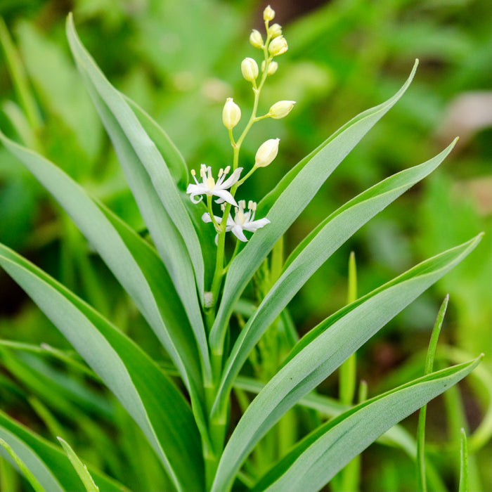 Starry Solomon’s Plume (Maianthemum stellatum) BARE ROOT