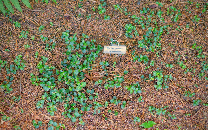 Partridge Berry (Mitchella repens) BARE ROOT - SHIPS STARTING 03/11