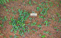 Partridge Berry (Mitchella repens) BARE ROOT - SHIPS STARTING 03/11