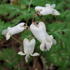 Squirrel Corn (Dicentra canadensis) BARE ROOT - SHIPS STARTING 03/11