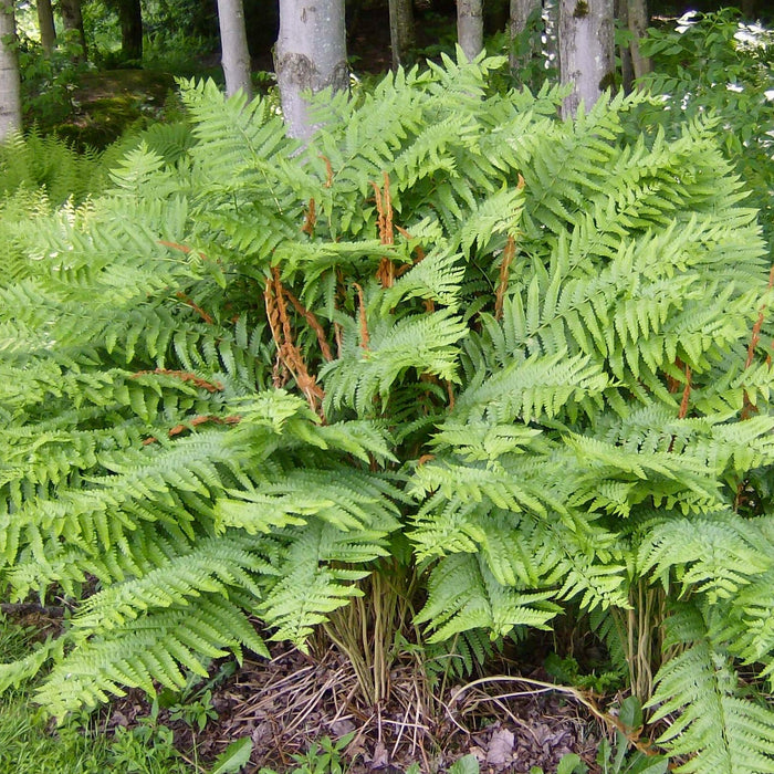 Cinnamon Fern (Osmunda cinnamomea) BARE ROOT