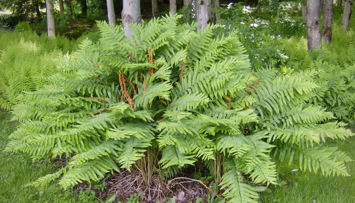 Cinnamon Fern (Osmunda cinnamomea) BARE ROOT