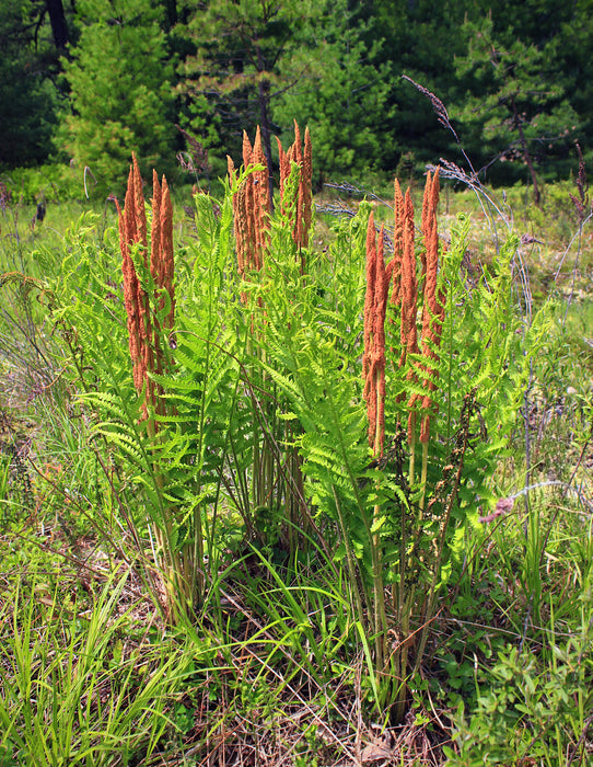 Cinnamon Fern (Osmunda cinnamomea) BARE ROOT