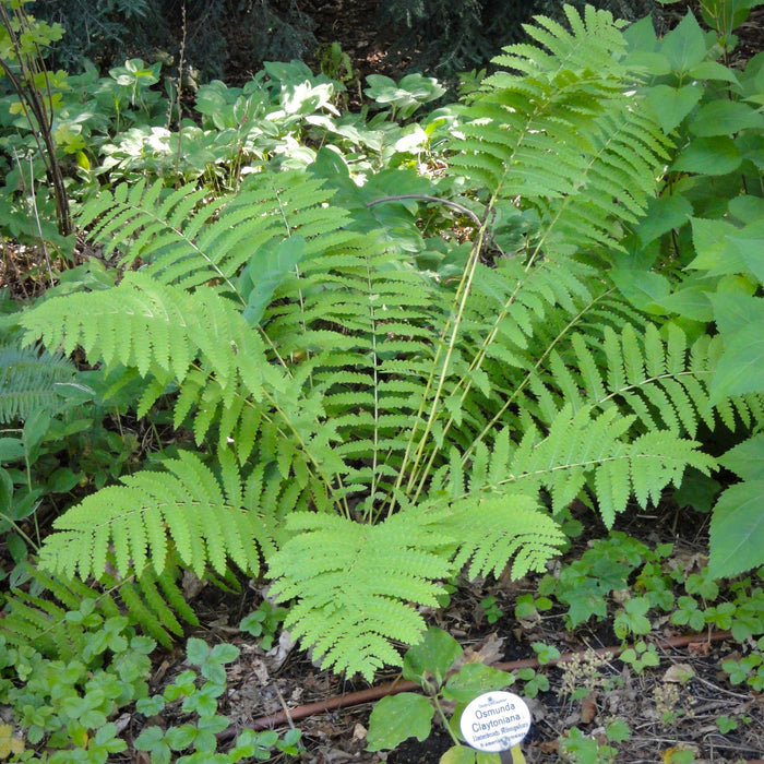 Cinnamon Fern (Osmunda cinnamomea) BARE ROOT