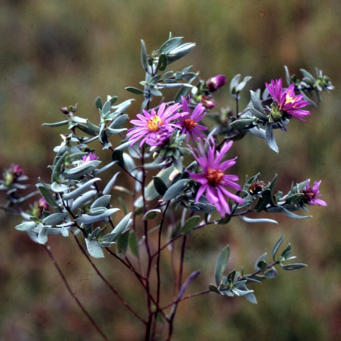Silky Aster (Symphyotrichum sericeum)