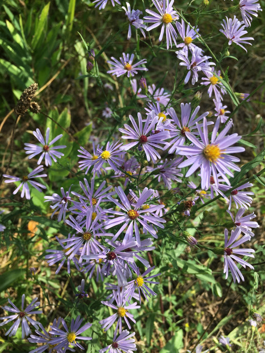 Smooth Aster (Symphyotrichum laeve) 2x2x3" Pot