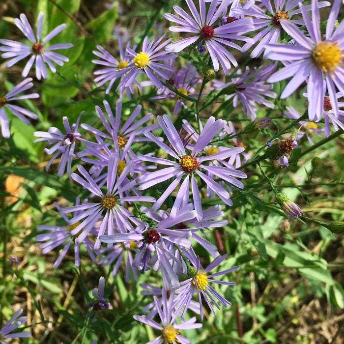 Smooth Aster (Symphyotrichum laeve) 2x2x3" Pot