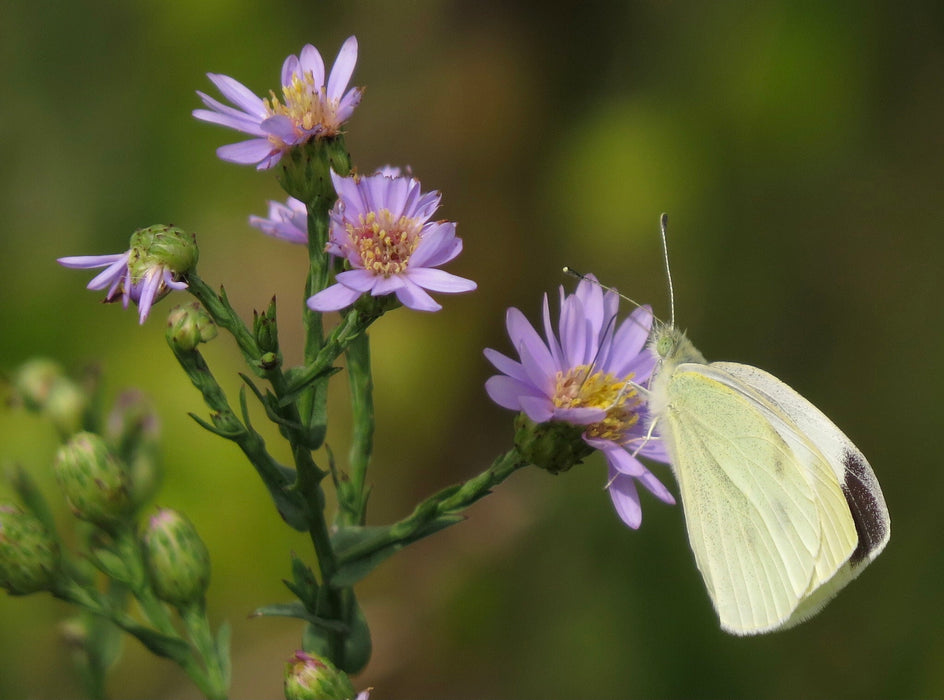 Smooth Aster (Symphyotrichum laeve) 2x2x3" Pot