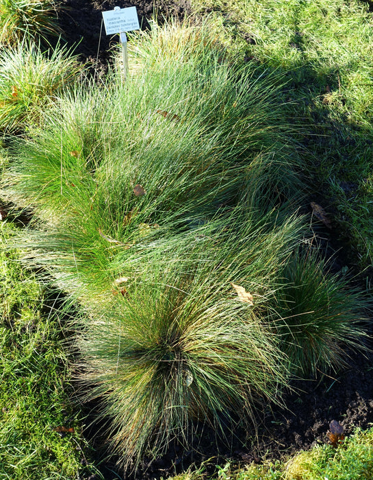 June Grass (Koeleria macrantha) 1 GAL