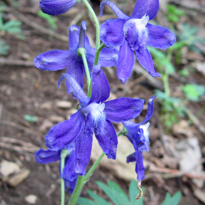 Dwarf Larkspur (Delphinium tricorne) BARE ROOT