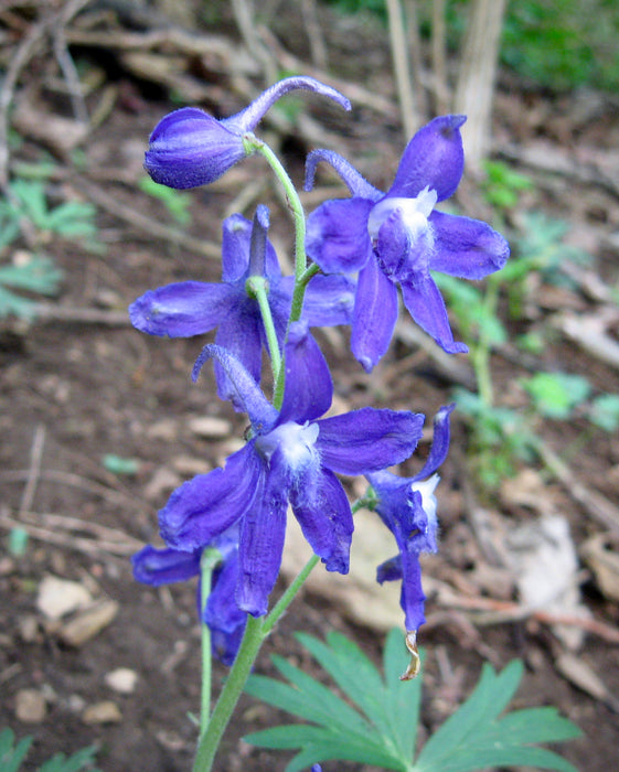 Dwarf Larkspur (Delphinium tricorne) BARE ROOT