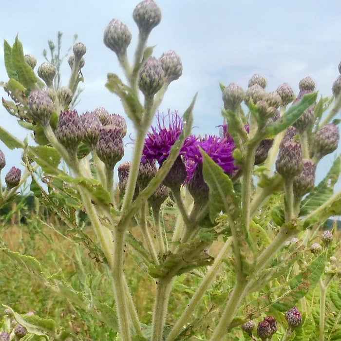 Seed Pack - Missouri Ironweed (Vernonia missurica)