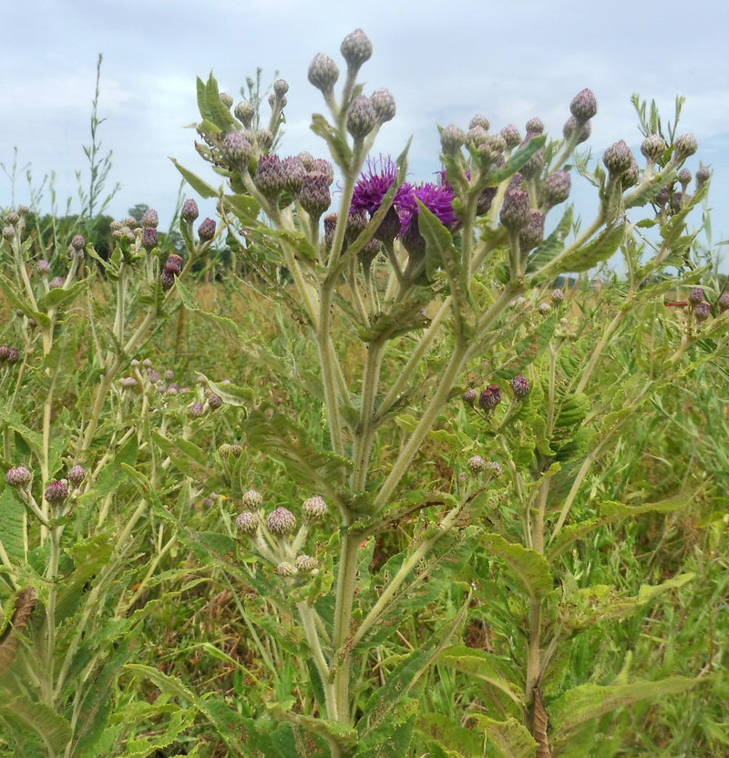 Seed Pack - Missouri Ironweed (Vernonia missurica)