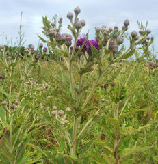 Seed Pack - Missouri Ironweed (Vernonia missurica)