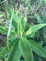 Seed Pack - Missouri Ironweed (Vernonia missurica)