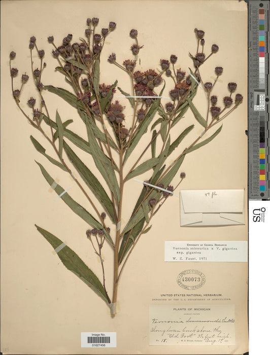 missouri native plant seeds Seed Pack