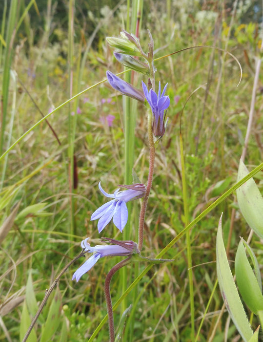 Downy Lobelia (Lobelia puberula)