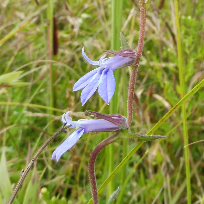 Downy Lobelia (Lobelia puberula)