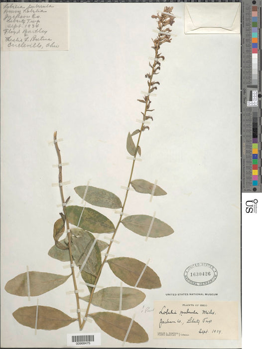 Downy Lobelia (Lobelia puberula)