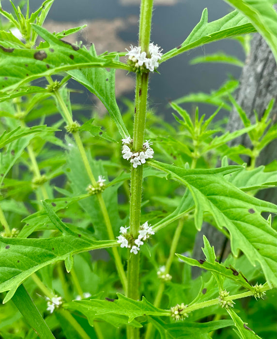 Common Water Horehound (Lycopus americanus) 2x2x3" Pot