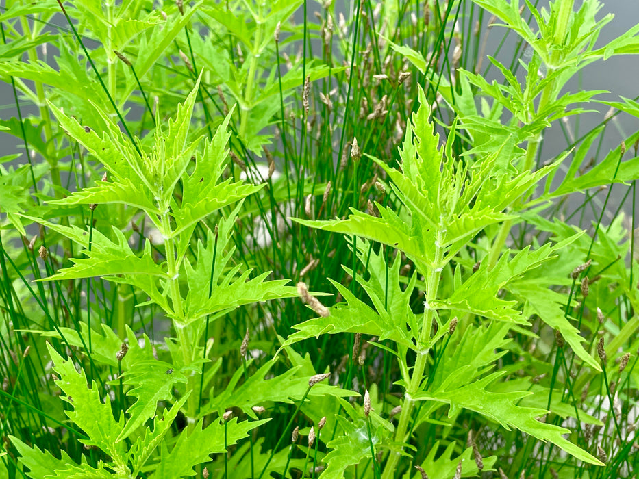 Common Water Horehound (Lycopus americanus) 2x2x3" Pot