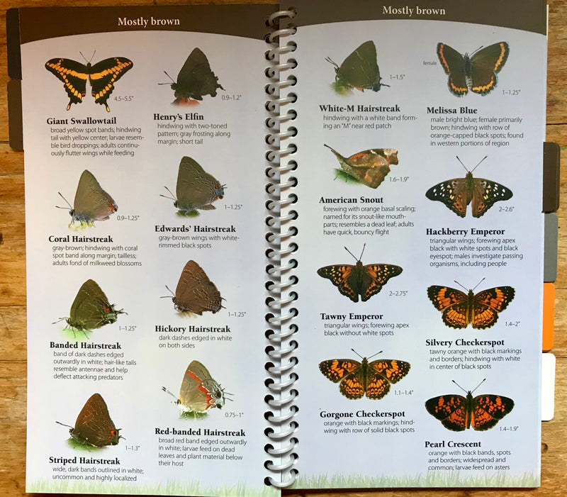 Butterflies of the Midwest by Janet C. Daniels