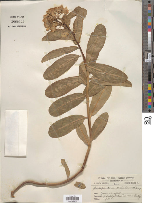 Spider Milkweed (Asclepias viridis)