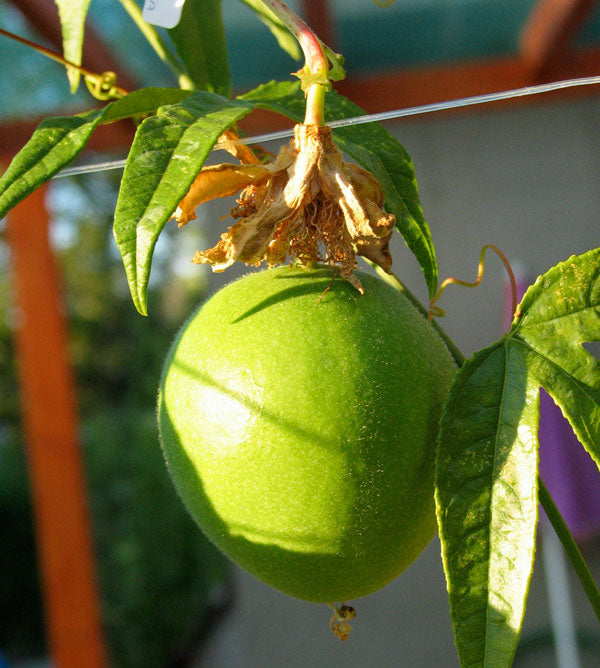 Seed Pack - Purple Passion Flower [Maypop] (Passiflora incarnata)