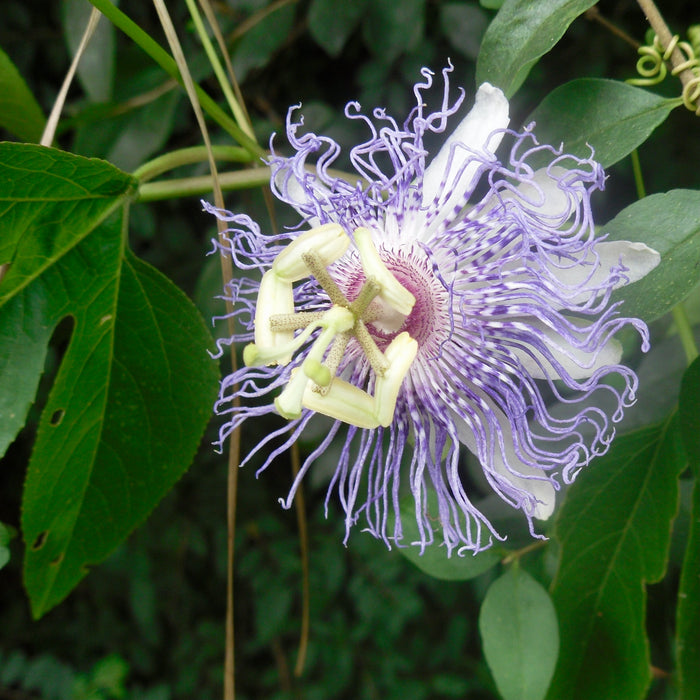 Seed Pack - Purple Passion Flower [Maypop] (Passiflora incarnata)