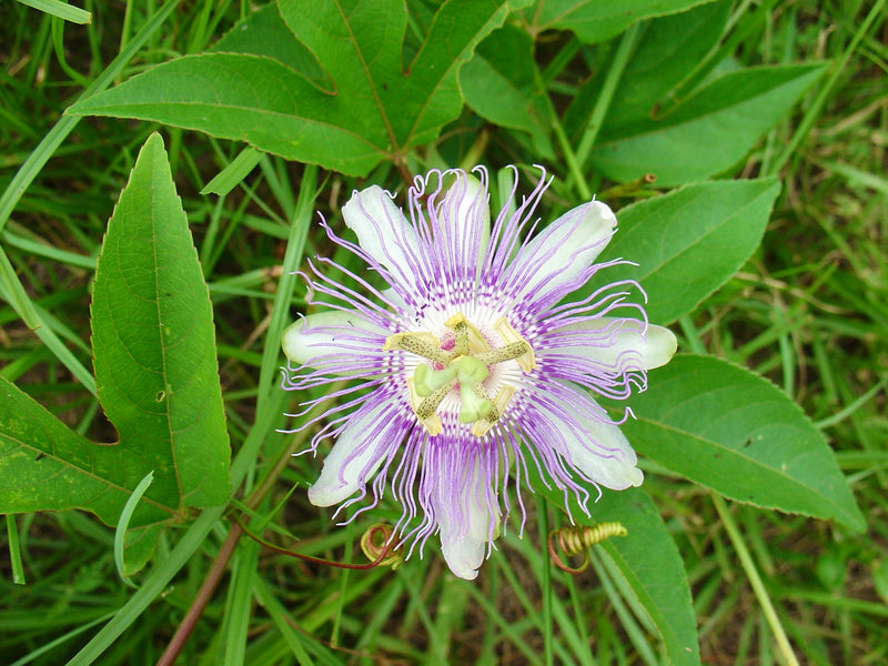 Seed Pack - Purple Passion Flower [Maypop] (Passiflora incarnata)